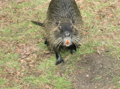 Brüggen : An den Schwalmauen, Nutria